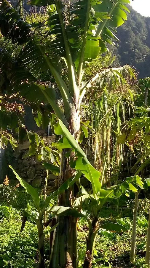 Casa Reizinho Βίλα Santana  Σπίτι διακοπών Santana (Madeira)